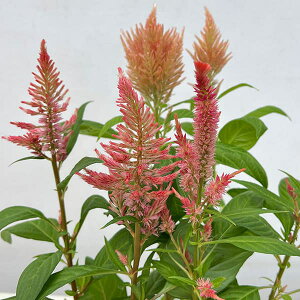 Ԃ̕c/ZVAiPCgEjFS΁imomoemij@IWn3|bg