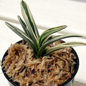 ϗtA/IgiNjFٍWi񂱂j@2.5yi̔259658z