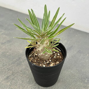 ϗtA/pL|fBEFOLXicj 3|bg