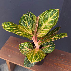 ϗtA/AOIl}FTCAp[tFNg@4