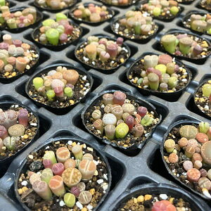 ϗtA/g[vXFJt~bNX 2|bg