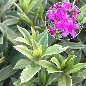 Ԗ ؂̕c/[]˃ccWF5|bg5Zbg