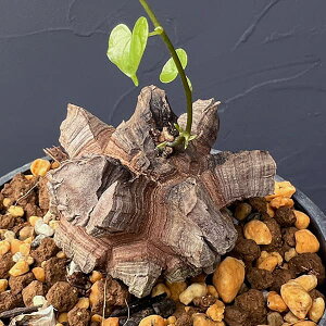 ϗtA/fBIXRAiTbjFGt@eByX@2.525-03