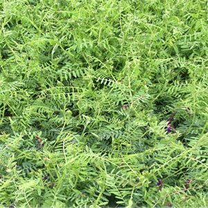 wA[xb`F܂邭 25kg[^l]