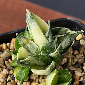 ϗtA/TZxAF{ZVXEh[t@2.5A24-01