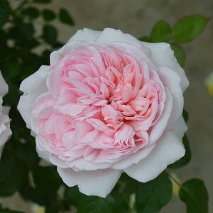 o̕c/nCubheB[FVF[nCgc