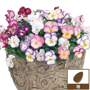 pW[FFX~uv 2Zbg[ԃ^l@tEH܂]