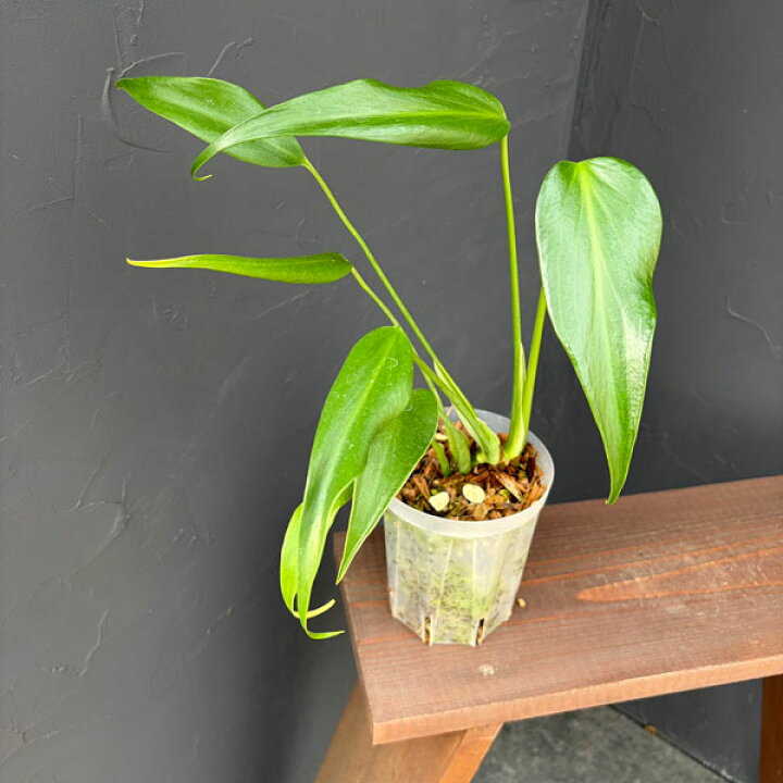 楽天市場】観葉植物/モンステラ：バールマルクスフレーム 3号ポット  