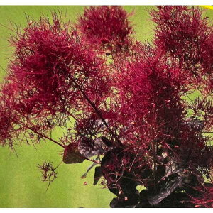 Ԗ ؂̕c/X[Nc[F_CAi4.5`5|bg