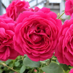 o̕c/lG璆փoFgˁiׂɂˁj6A