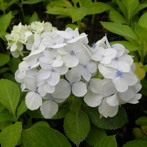 Ԗ ؂̕c/AWTCFg[}XzbO3|bg