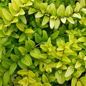 Ԃ̕c/jZFoPbZXS[h3|bg