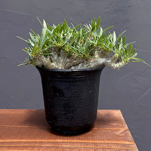 ϗtA/pL|fBEFOLX ԉ 324-01