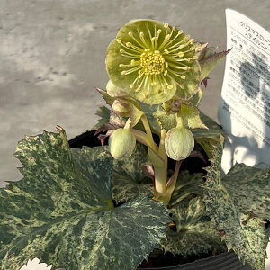 ]c|̃NX}X[YinjFXej[ OiCg}[u4|bg