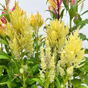 Ԃ̕c/ZVAiPCgEjF̏H@CG[n3.5|bgg