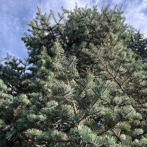 Ԗ ؂̕c/Rh~FoCIVA60cm