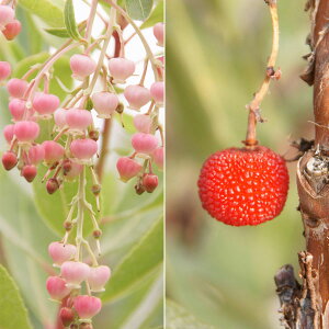 Ԗ ؂̕c/C`SmLiAu^XjF}[ii}ij3.5|bg