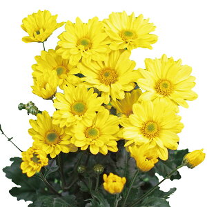 Ԃ̕c/5炫JteF2.5|bg[5JԂ鑁炫LN]