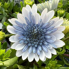 草花の苗/オステオスペルマム（八重）：3Dスチールブルー3.5号ポット