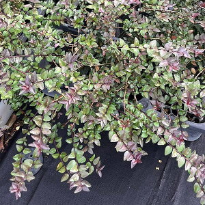 Ԗ ؂̕c/jZFp[vXg[5|bg