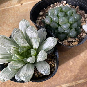 ϗtA/nI`AF2ZbgiIuc[TEtBtFсj