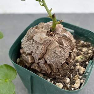 ϗtA/fBIXRAiTbjFGt@eByX@2.525-16