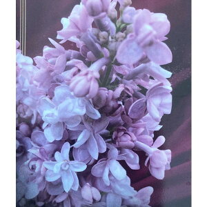 Ԗ ؂̕c/CbNFifW^4.5|bg