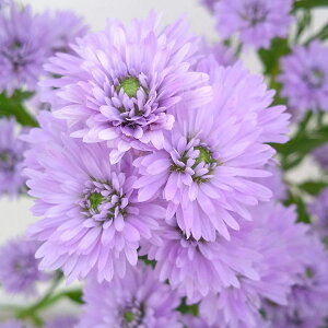 Ԃ̕c/NWNAX^[Fd3.5|bg