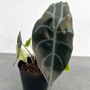 ϗtA/AJVAFX[q}jA@3|bg