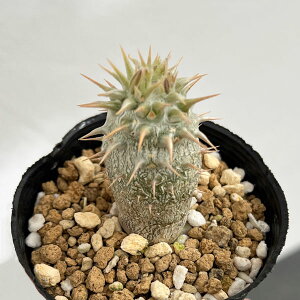 ϗtA/pL|fBEFzxZ c 2.5|bg