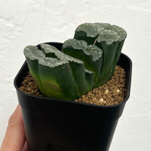 ϗtA/nI`AFʐI c 3XNGA