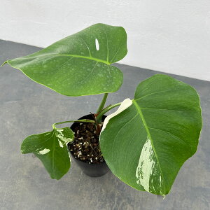 ϗtA/XeFƔiEzCg^CK[j 4