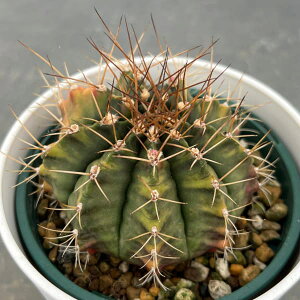 ϗtA/T{eFMmJLE@nCubh@4|bg