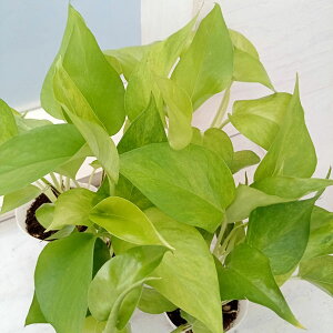 ϗtA/|gXFem[Cg@3|bg 2Zbg