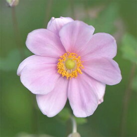 草花の苗/シュウメイギク（秋明菊）：桃花一重（高性）3号ポット