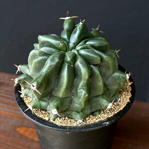 ϗtA/[UEt@[ZNg]tFJN^XFZhhʁihj@3.5A25-03