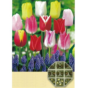 /ZbgFJԁI`[bv10ƃXJ8Zbgiv18j