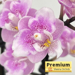 ~fBR`EF_ChTN1-2{ 2.5픫A