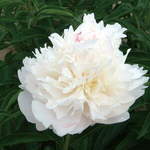 Ԃ̕c/VNNi䉖jF}Cu4|bg