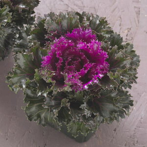 Ԃ̕c/n{^itOjFv`iP[ NX^ C3|bg