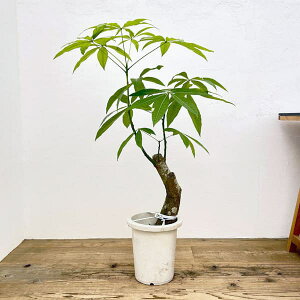 ϗtA/pLFOu ij@825-02