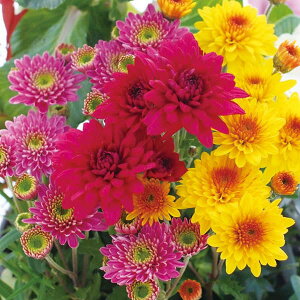 Ԃ̕c/e~bNXA3iobNj4|bg