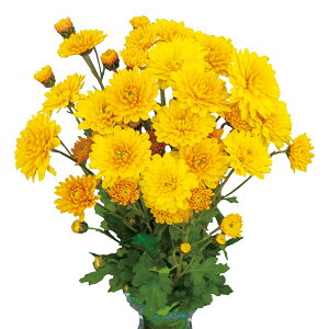 Ԃ̕c/ԂȂe~炫 炫eF̂݁inj4|bg