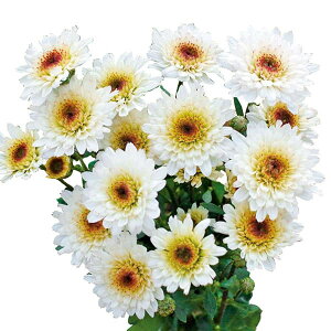 Ԃ̕c/ԂȂe~炫 炫Fde ڂ댎 4|bg