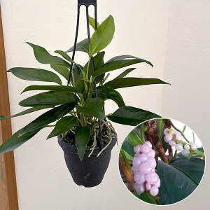 ϗtA/AXEFXJfX 4݂蔫