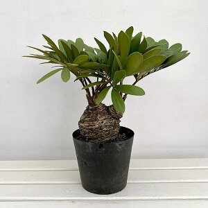 ϗtA/U~AFttZA@7A25-02