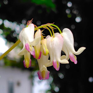 Ԃ̕c/fBZgFh[~On[c3|bg