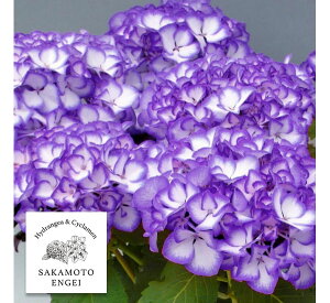 Ԗ ؂̕c/AWTCFWp[j ~JRiu[j3.5|bg