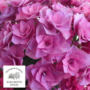 Ԗ ؂̕c/AWTCF|[WBu[P@rrAip[vj3.5|bg