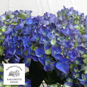 Ԗ ؂̕c/AWTCFu[A[X@ɂniu[j3.5|bg